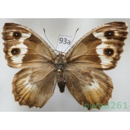 Pseudochazara anthelea (Frivaldszky, 1845) Macedonia93a